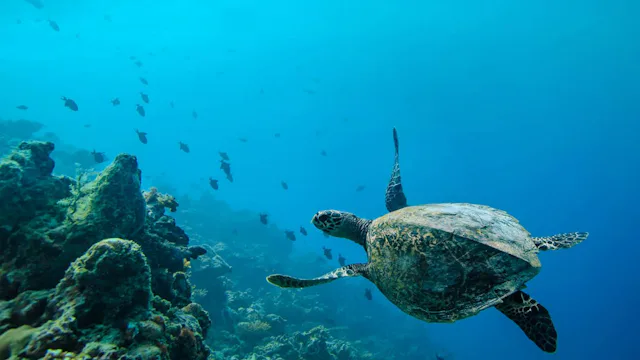 Royal Caribbean - Biologisk mångfald och marint liv